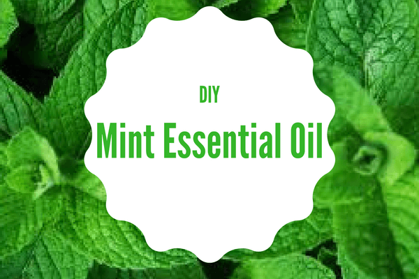 diy mint essential oil